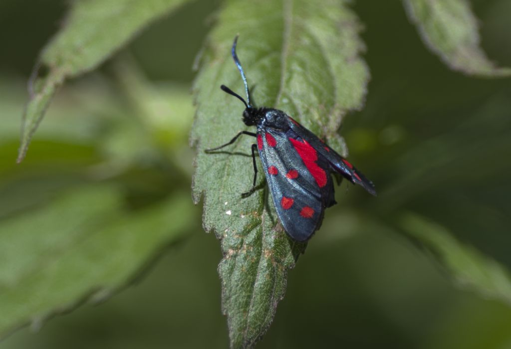 Zygaena da confermare